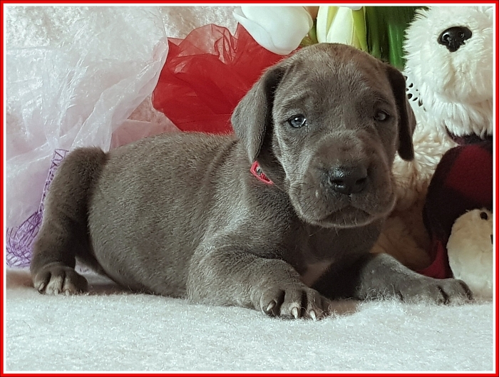 Litter Q - 3 weeks